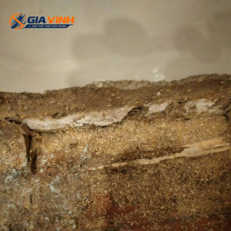 Công ty diệt mối tại nhà ha4